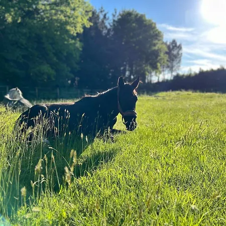 Maison Dans Les Bois