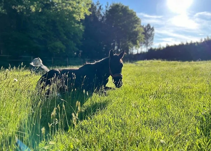 Maison Dans Les Bois